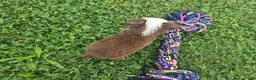 Toy Australian Shepherd dogs for sale: Girl 2 - Ad 2