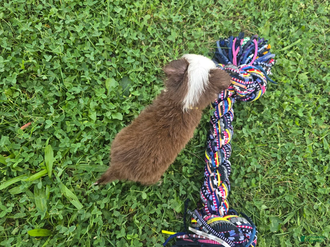 Toy Australian Shepherd dogs for sale: Girl 2 - Ad 2