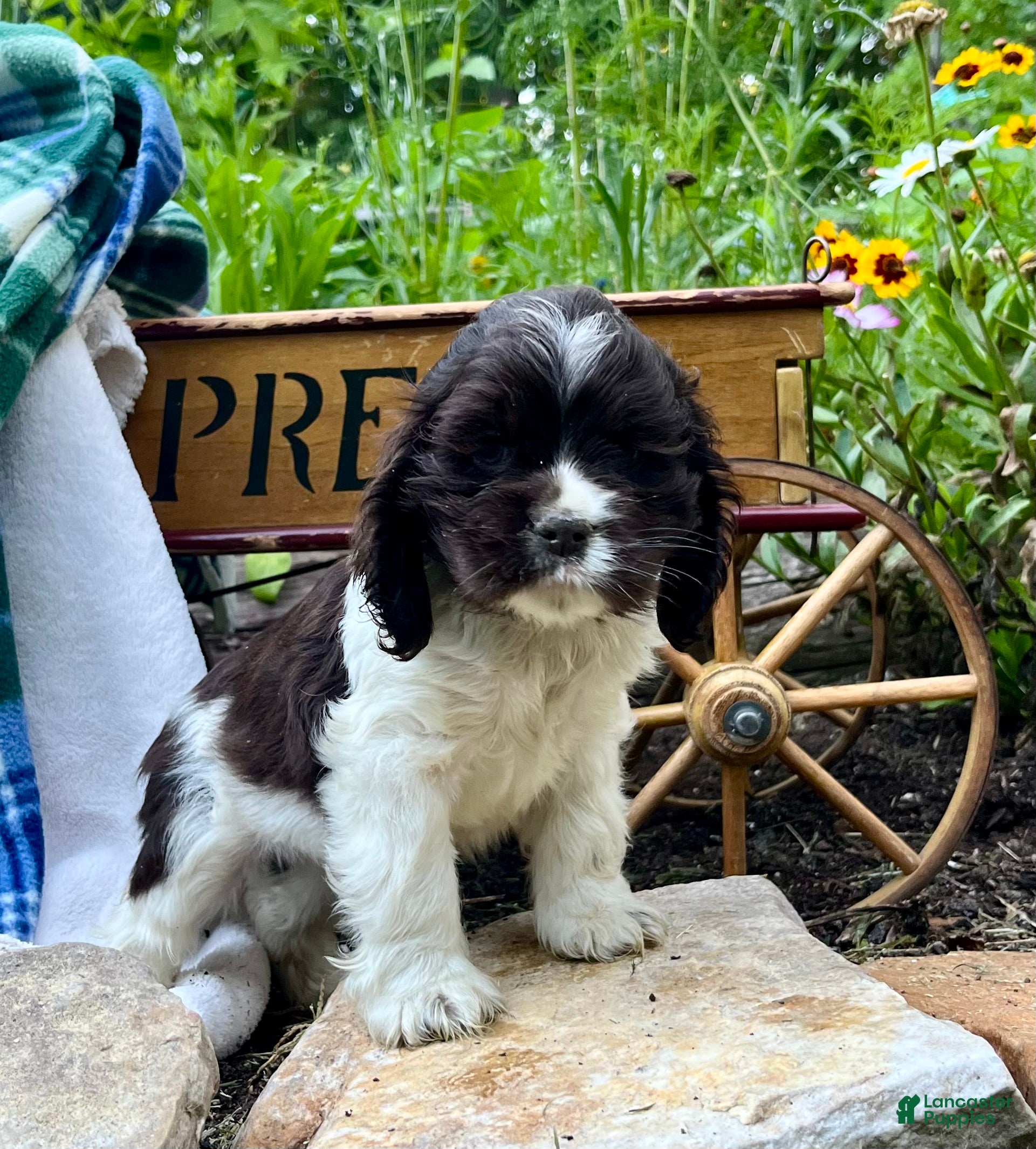Cocker Spaniel dogs Peter❤️AKC Registered - Ad 25