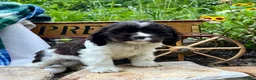 Cocker Spaniel dogs for sale: Peter❤️AKC Registered - Ad 1