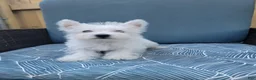 West Highland Terrier dogs for sale: Theo - Ad 3