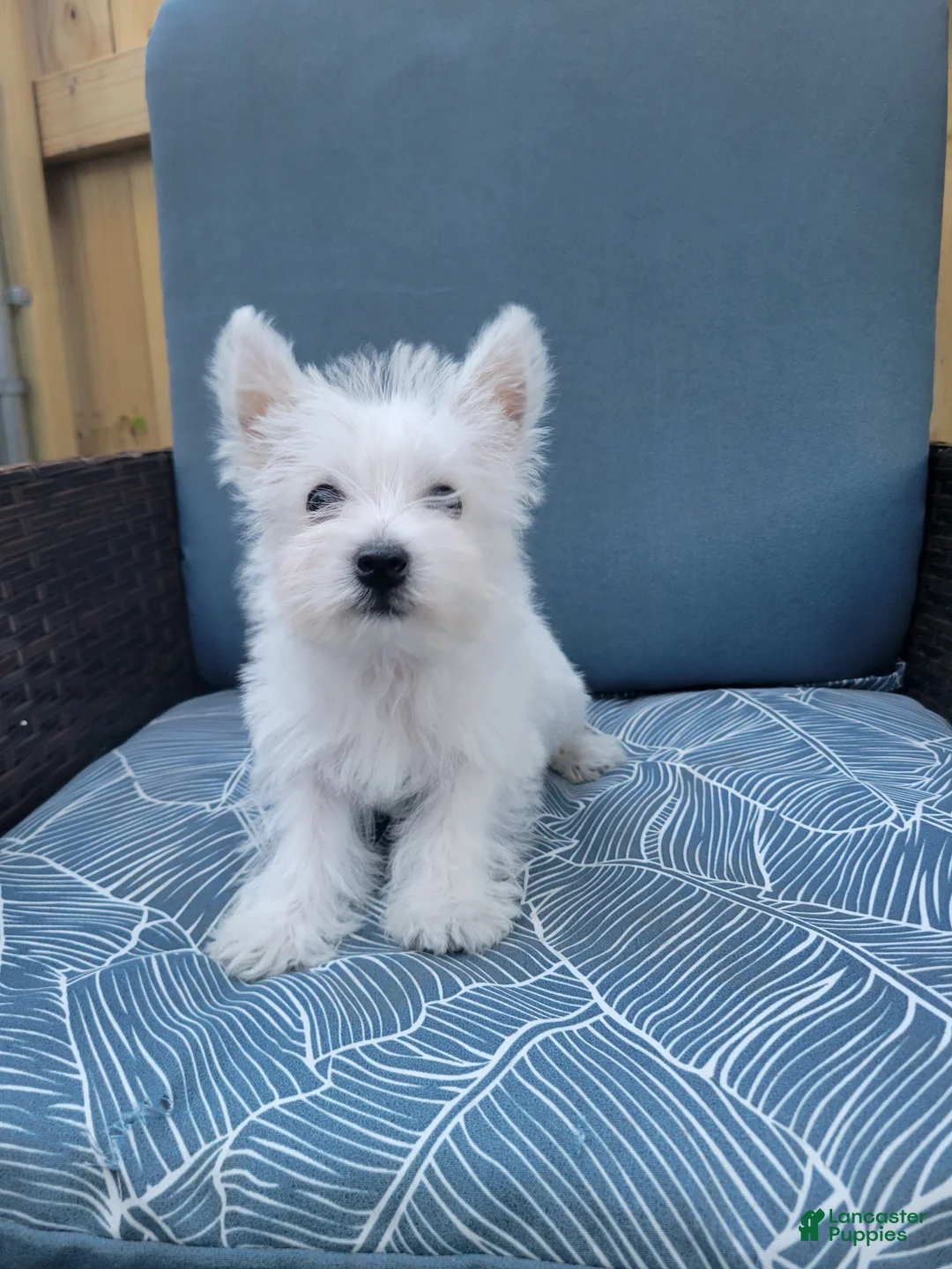 West Highland Terrier dogs for sale: Theo - Ad 3