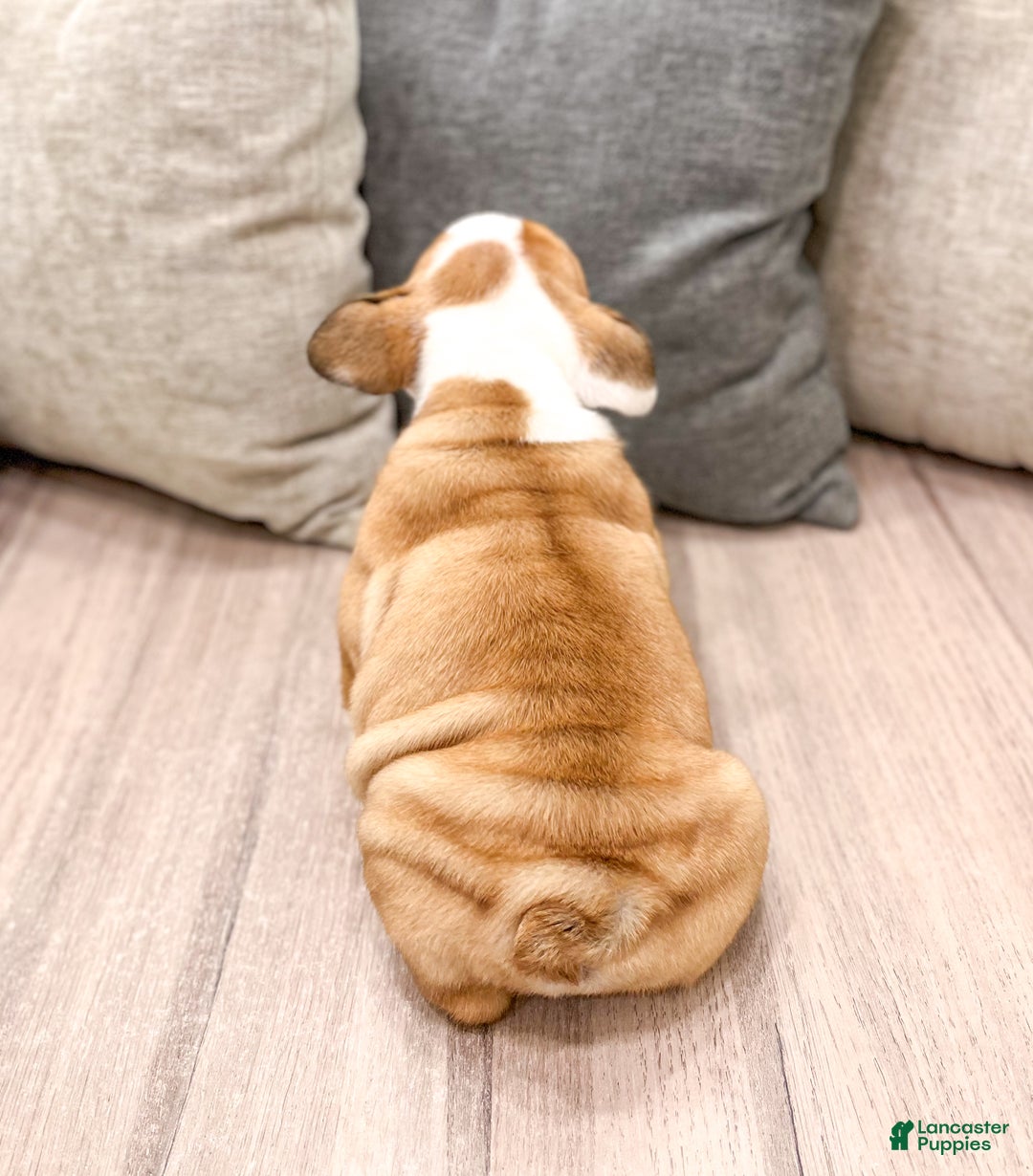 Mixed Breed dogs for sale: Bailey - Ad 4