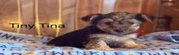 Yorkiepoo dogs for sale: Tiny Tina - Ad 1