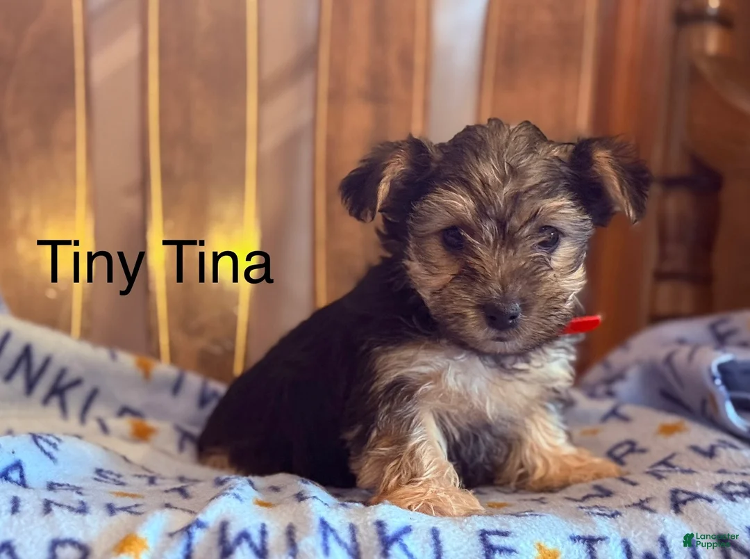 Yorkiepoo dogs for sale: Tiny Tina - Ad 1