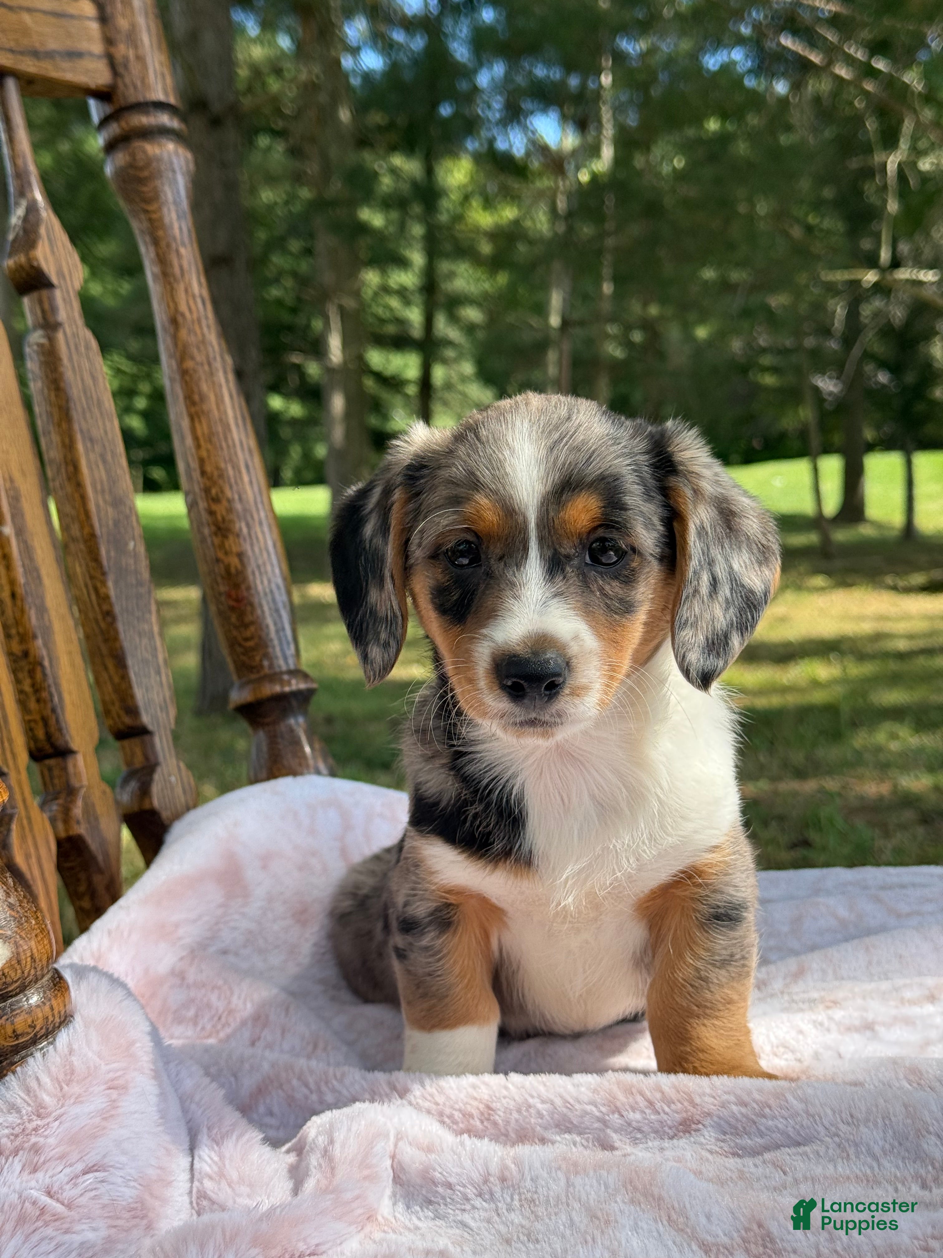 Bagel Airedale Terrier Schnauzer Mix Best Dog Walkers In Hanover
