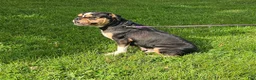 Mixed Breed dogs for sale: Mini Bulldog Blue - Ad 12
