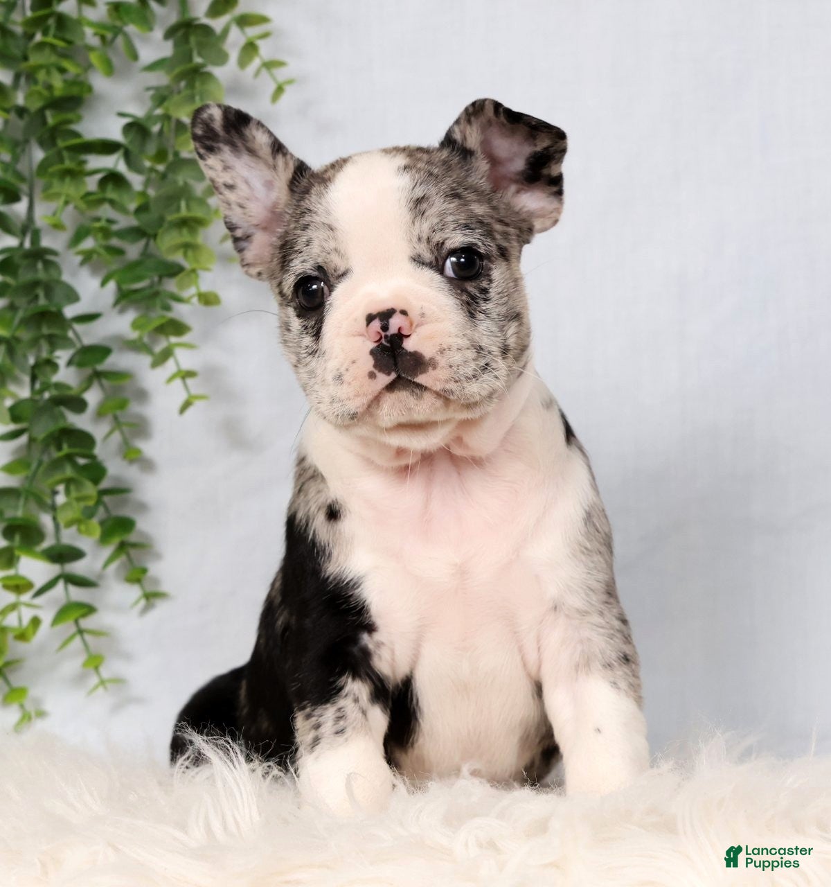 Frenchton dogs Stormy - Ad 2