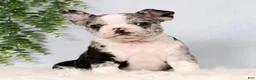 Frenchton dogs for sale: Stormy - Ad 2