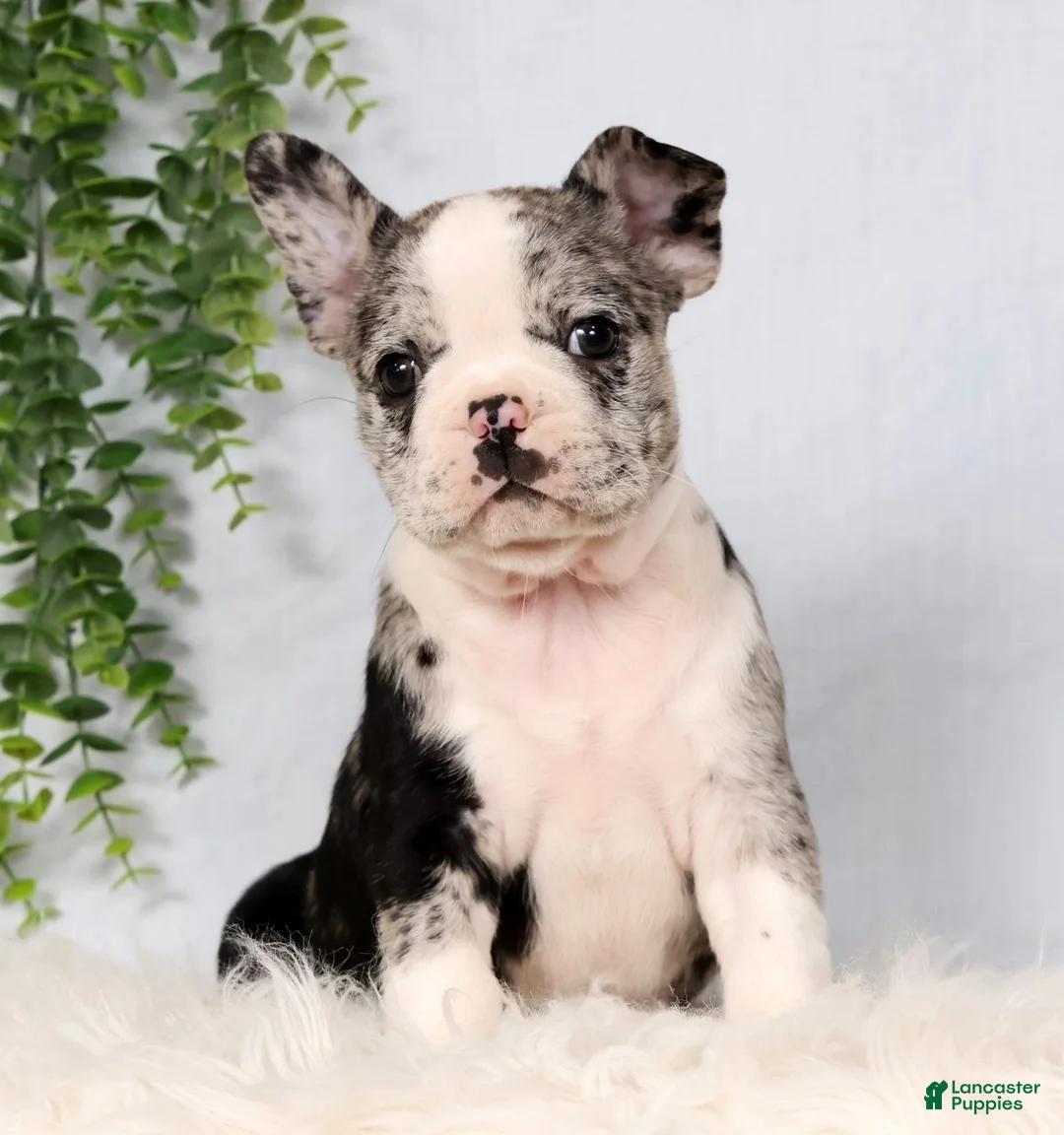 Frenchton dogs for sale: Stormy - Ad 2