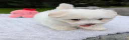 Maltese dogs for sale: Nick - Ad 19