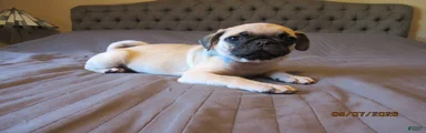 Pug Puppy 1