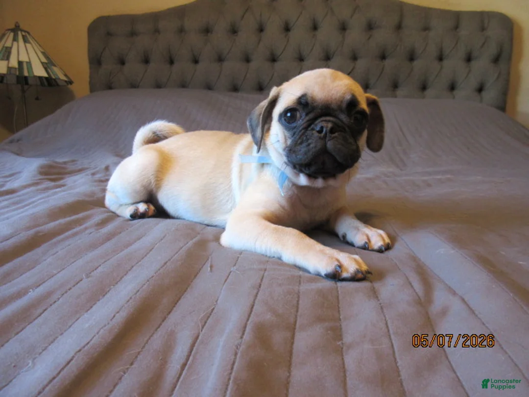 Pug dogs for sale: Pug Puppy 1 - Ad 1