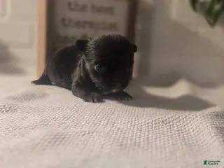 Chihuahua dogs lady - Ad 36