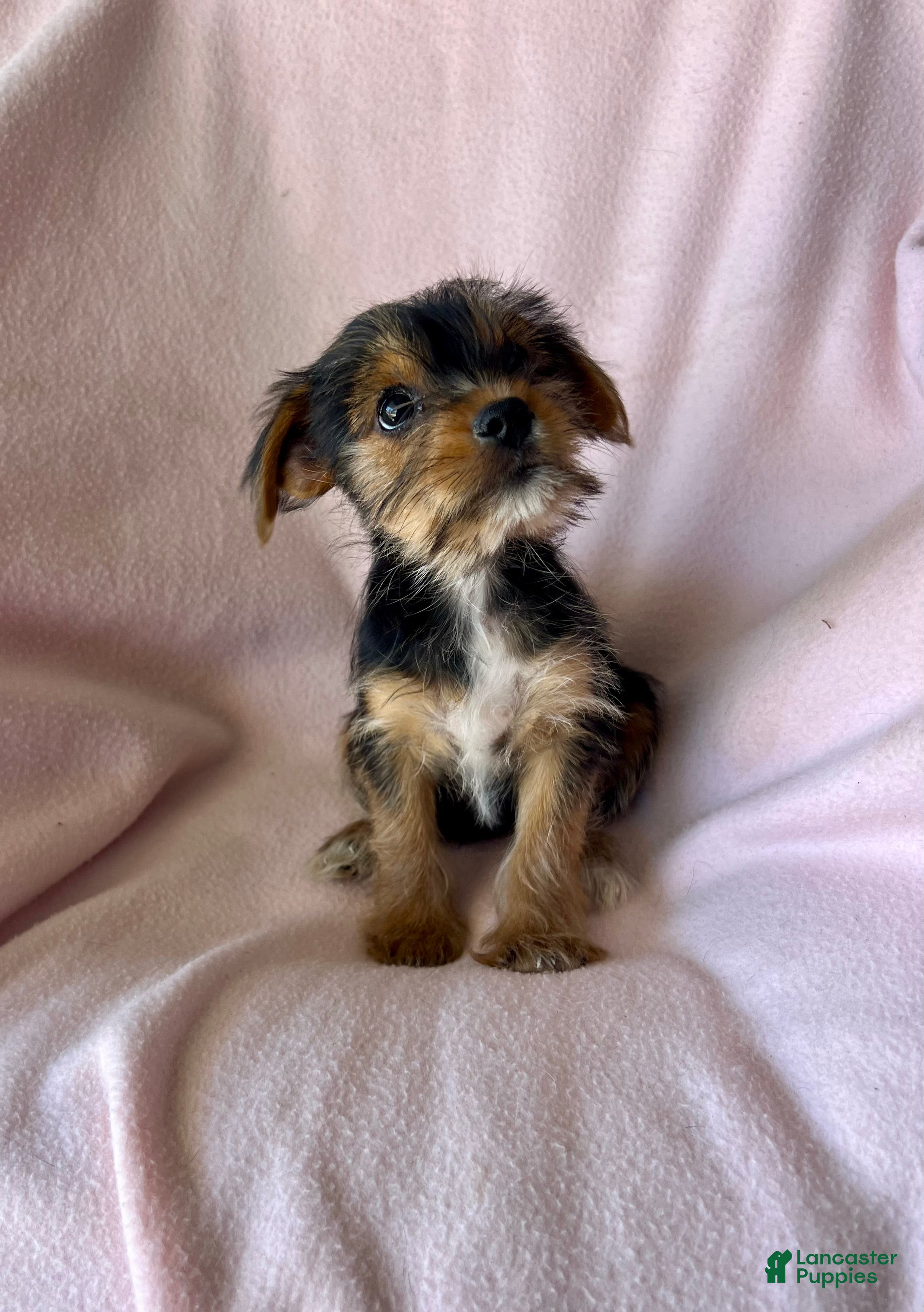 Yorkshire Terrier dogs Debbie - Girl - Ad 2