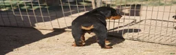 Rottweiler dogs for sale: Rottweiler litter of 5 puppies - Ad 14