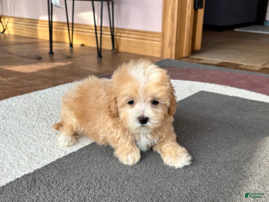 Maltipoo dogs for sale: Maltipoo Male Puppy 2 - Ad 2