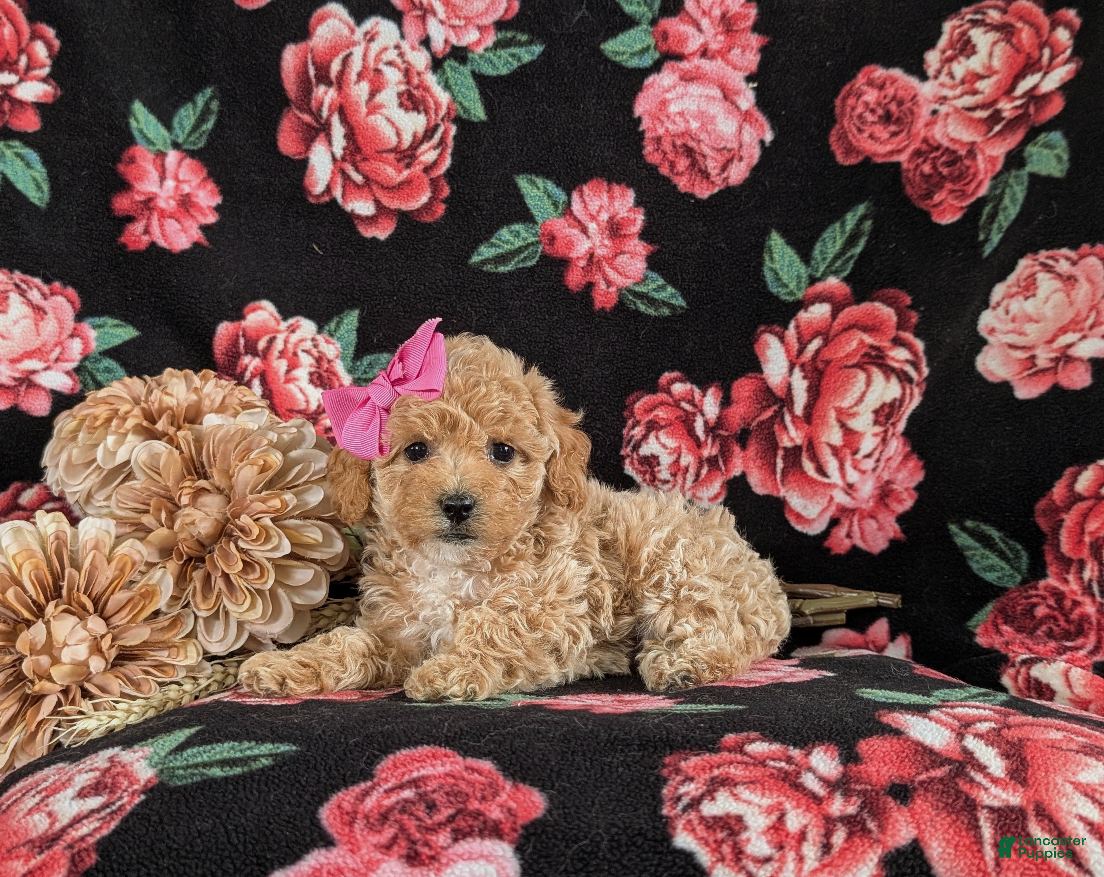 Bichpoo dogs for sale: Rori 9 lbs Full Grown - Ad 4