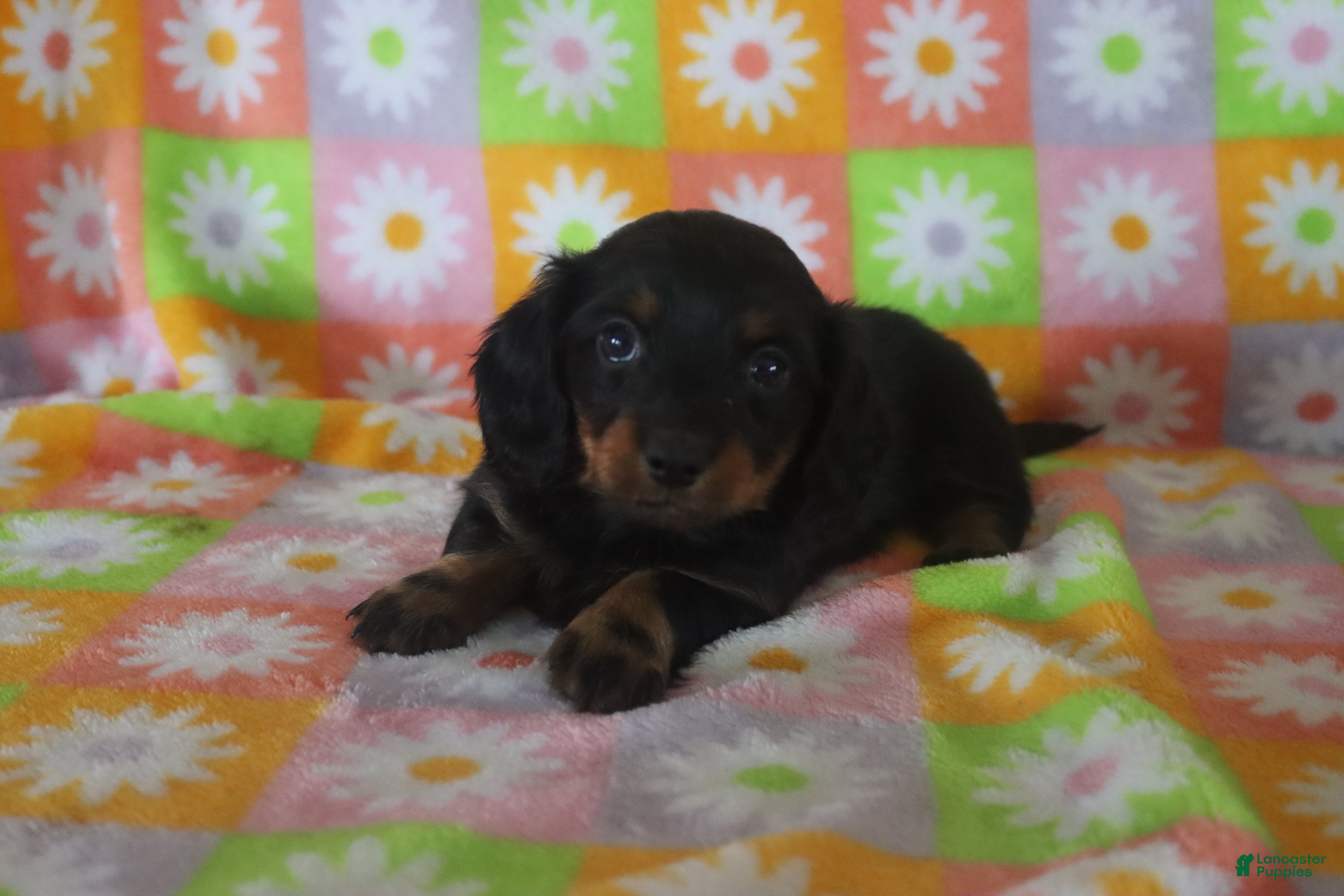 Miniature Dachshund dogs holly - Ad 35
