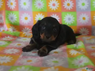 Miniature Dachshund dogs holly - Ad 35