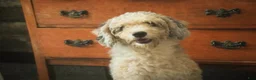 Bernedoodle dogs for sale: Everest Miniature Bernedoodle  - Ad 13