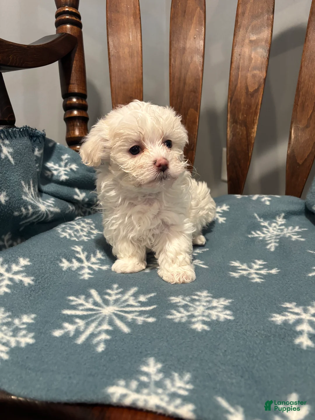 Maltipoo dogs for sale: Zoe - Ad 2