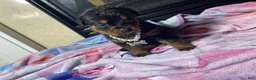 Rottweiler dogs for sale: Rottweiler 10 - Ad 3