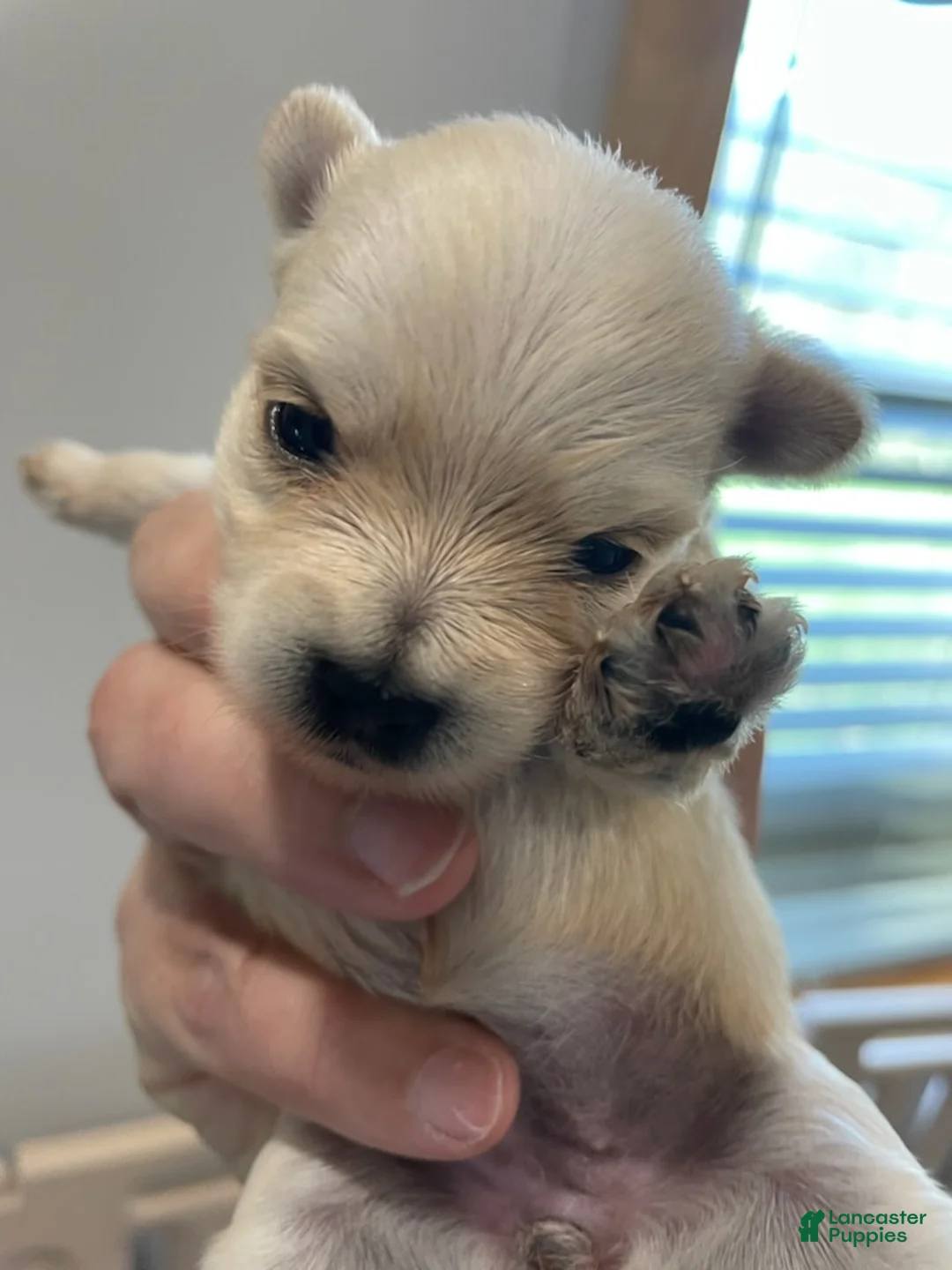 Yorkshire Terrier dogs for sale: Boy 2 - Ad 1