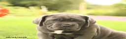 Cane Corso dogs for sale: Dakota - Ad 5