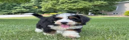 Mini Bernedoodle dogs for sale: Bristol Video ad  - Ad 6