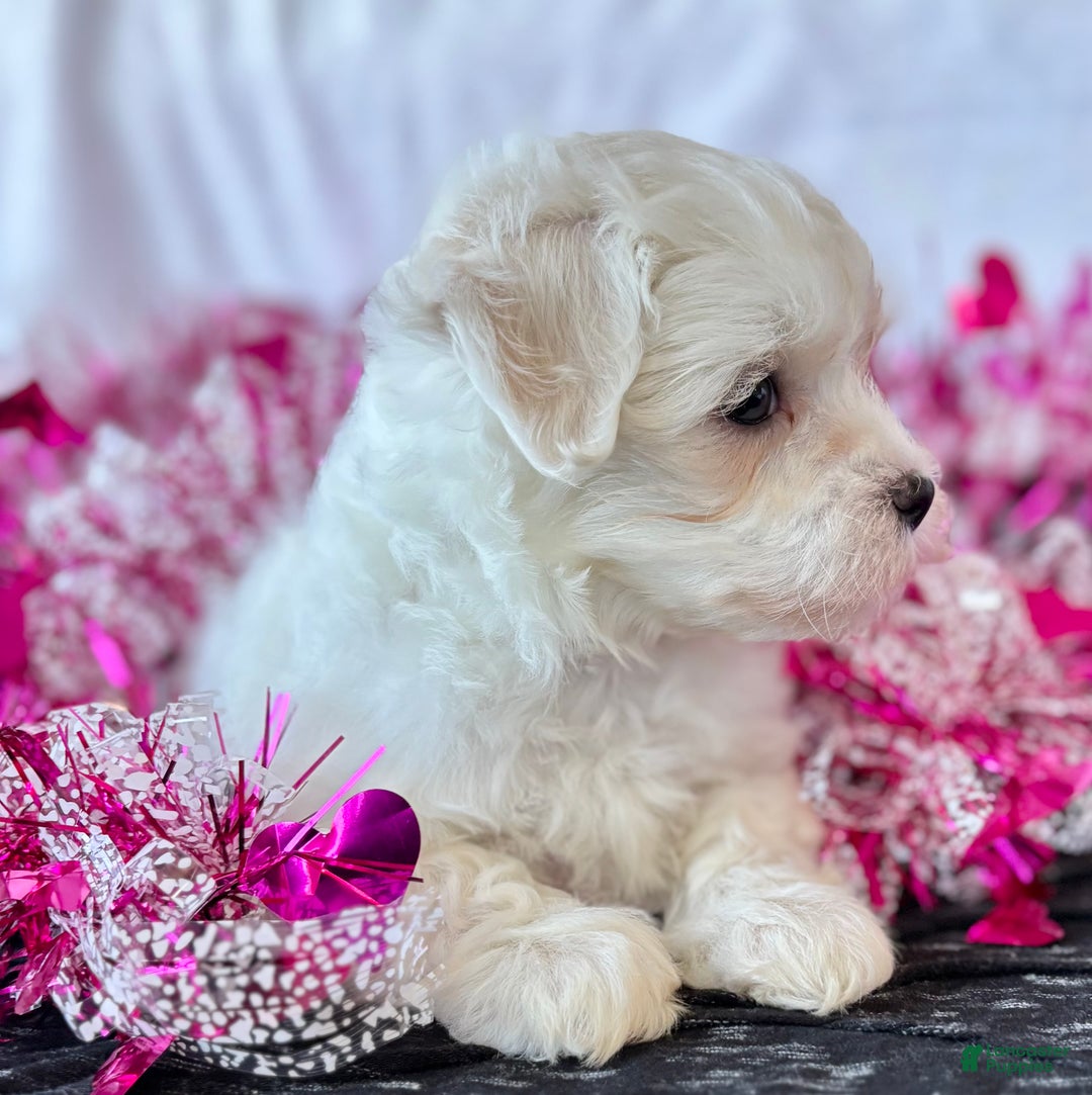 Maltese dogs for sale: Cara - Ad 11