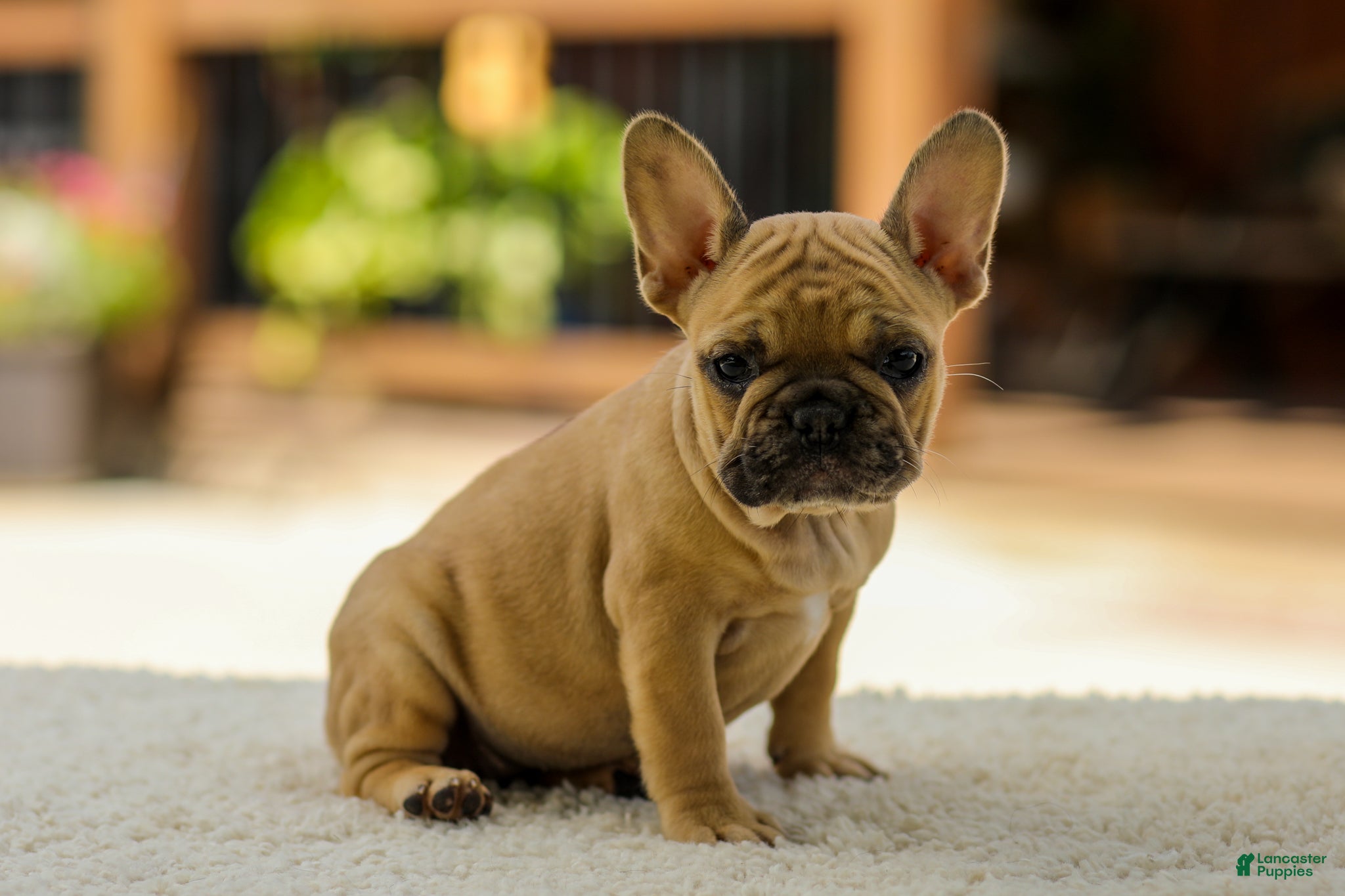 French Bulldog dogs Ocean – Fawn - Ad 2
