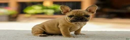 French Bulldog dogs for sale: Ocean – Fawn - Ad 8