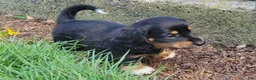 Miniature Dachshund dogs for sale: Venture  - Ad 37