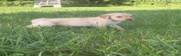 Golden Retriever dogs for sale: Rosie - Ad 4
