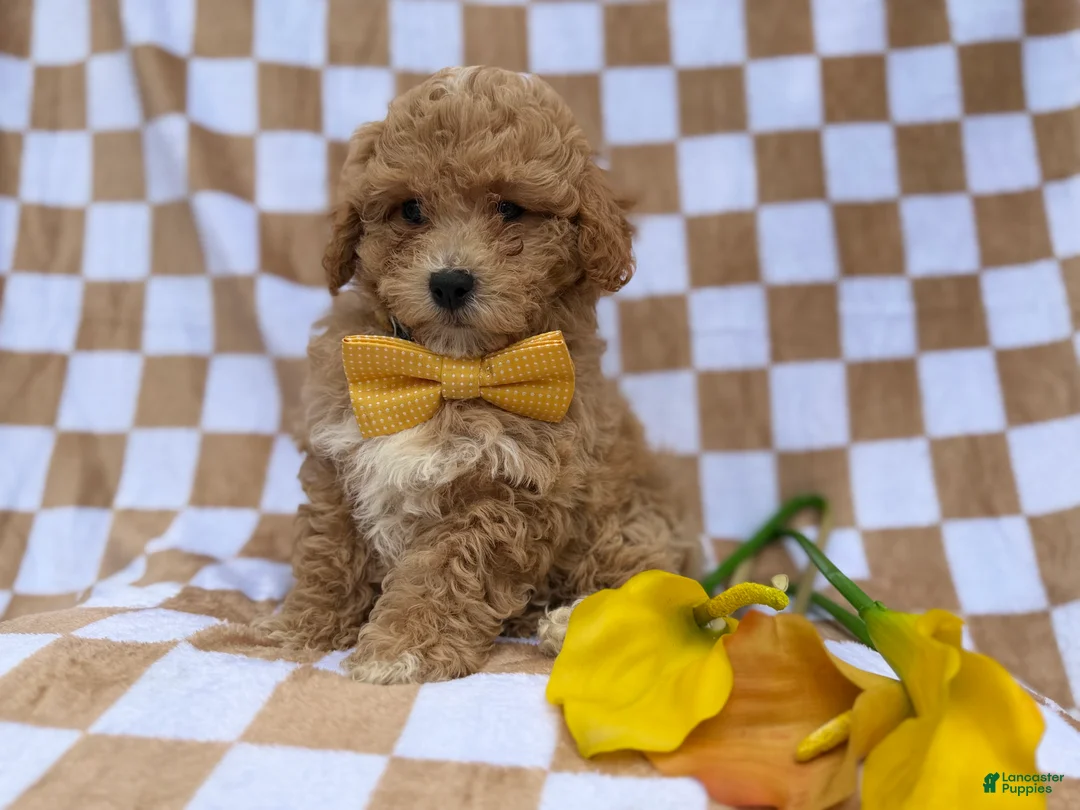 Bichpoo dogs for sale: Rusty - Ad 2