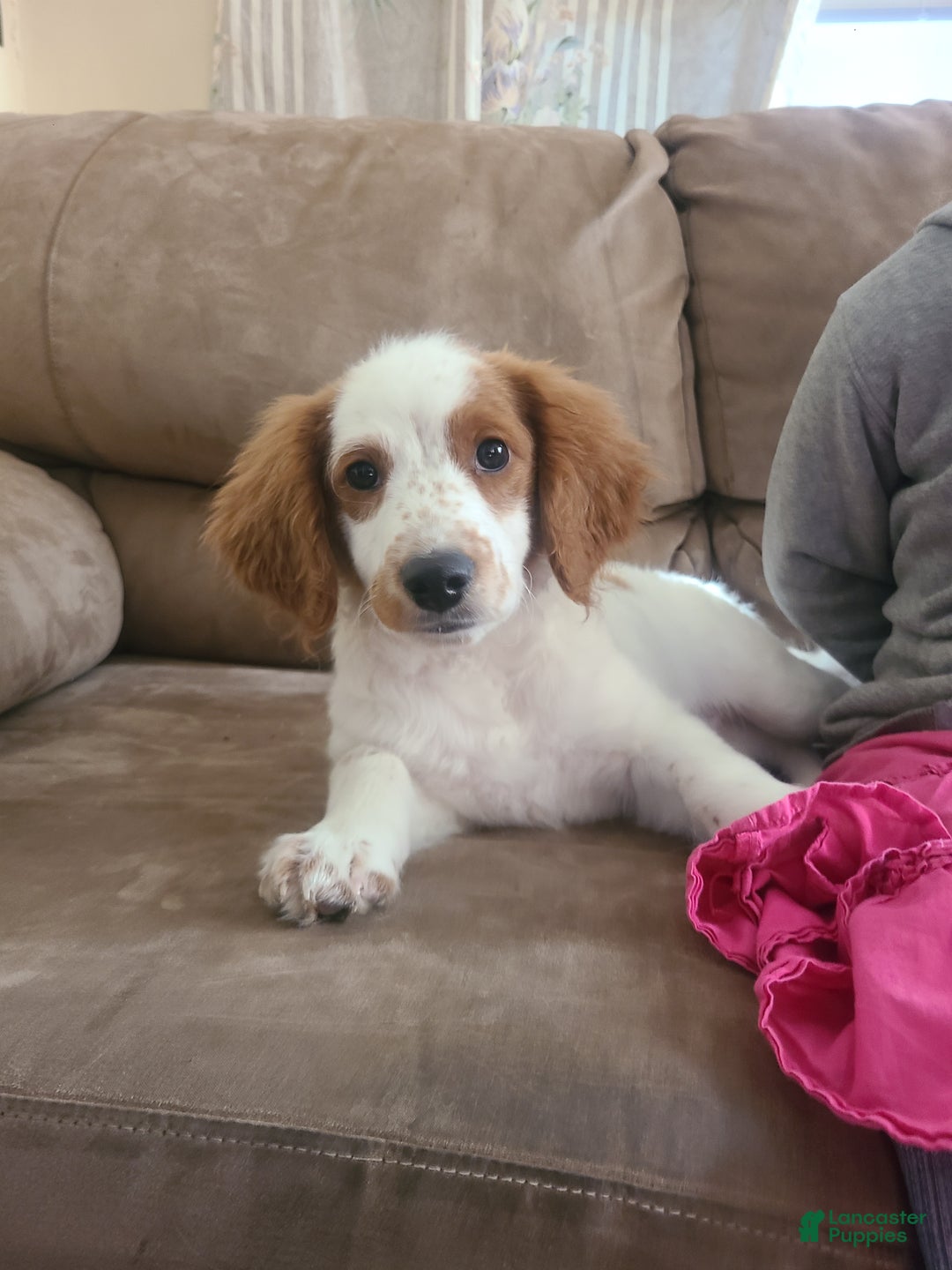 Mini Goldendoodle dogs for sale: Jet - Ad 9