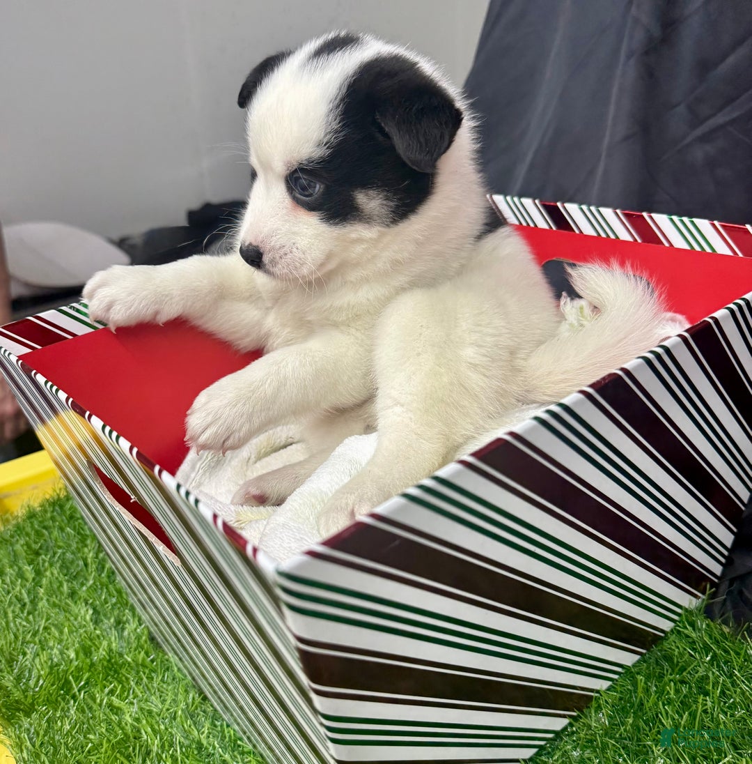 Mixed Breed dogs for sale: Frost - Ad 7