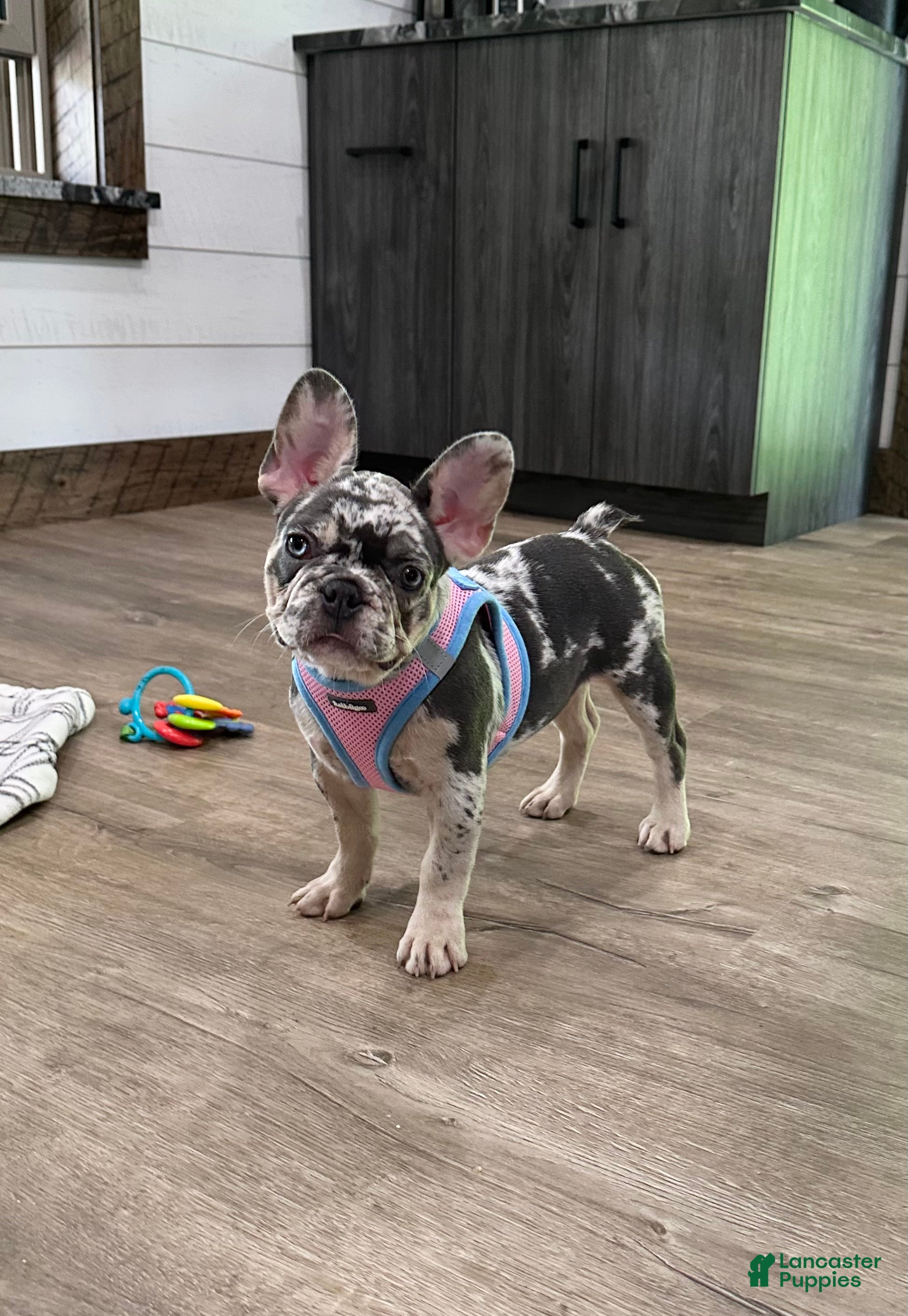 French Bulldog dogs for sale: Lily - Ad 1