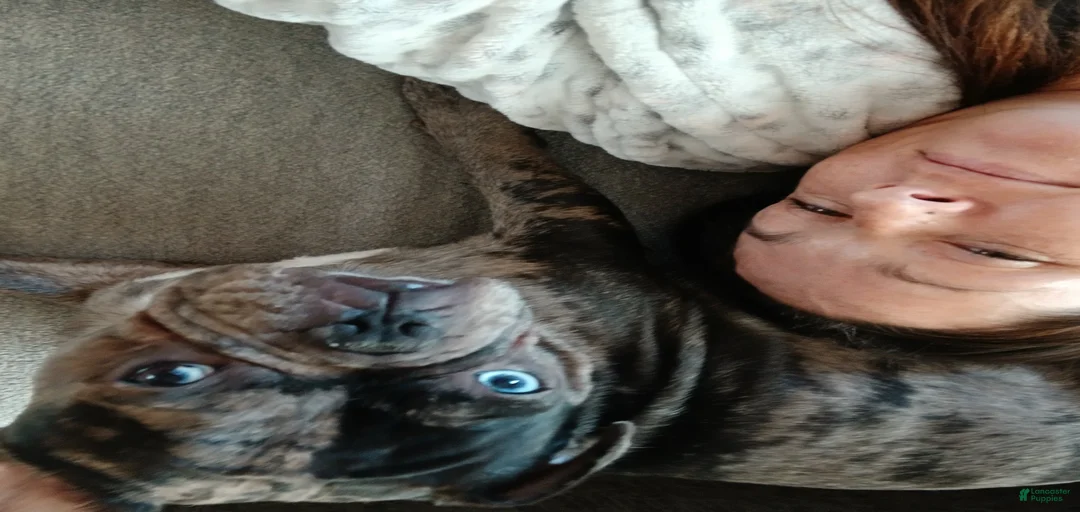 Gallery Image {{count}}