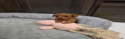 Toy Poodle dogs for sale: Little Dan - Ad 7