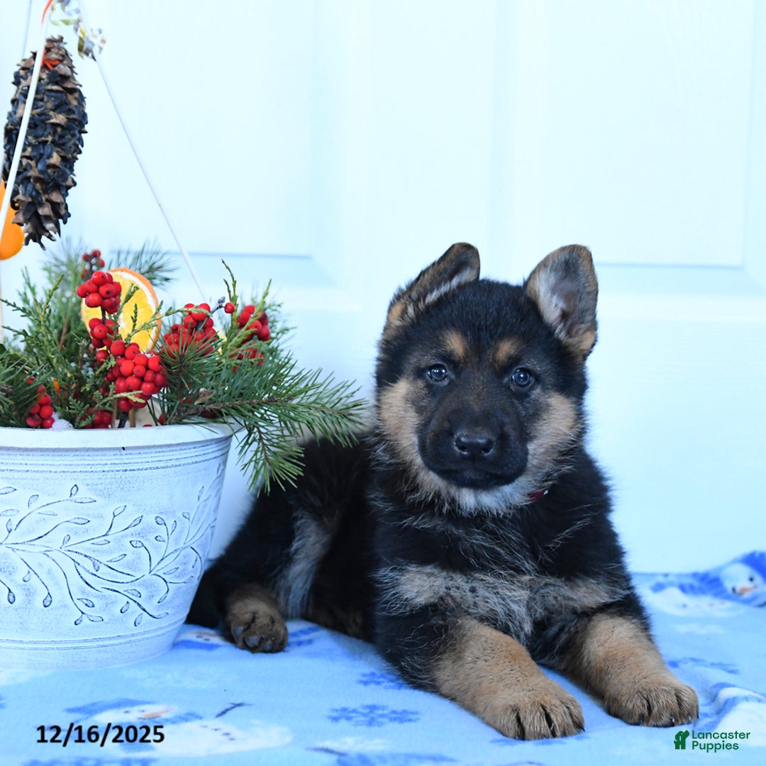 German Shepherd dogs for sale: Goose - Ad 3