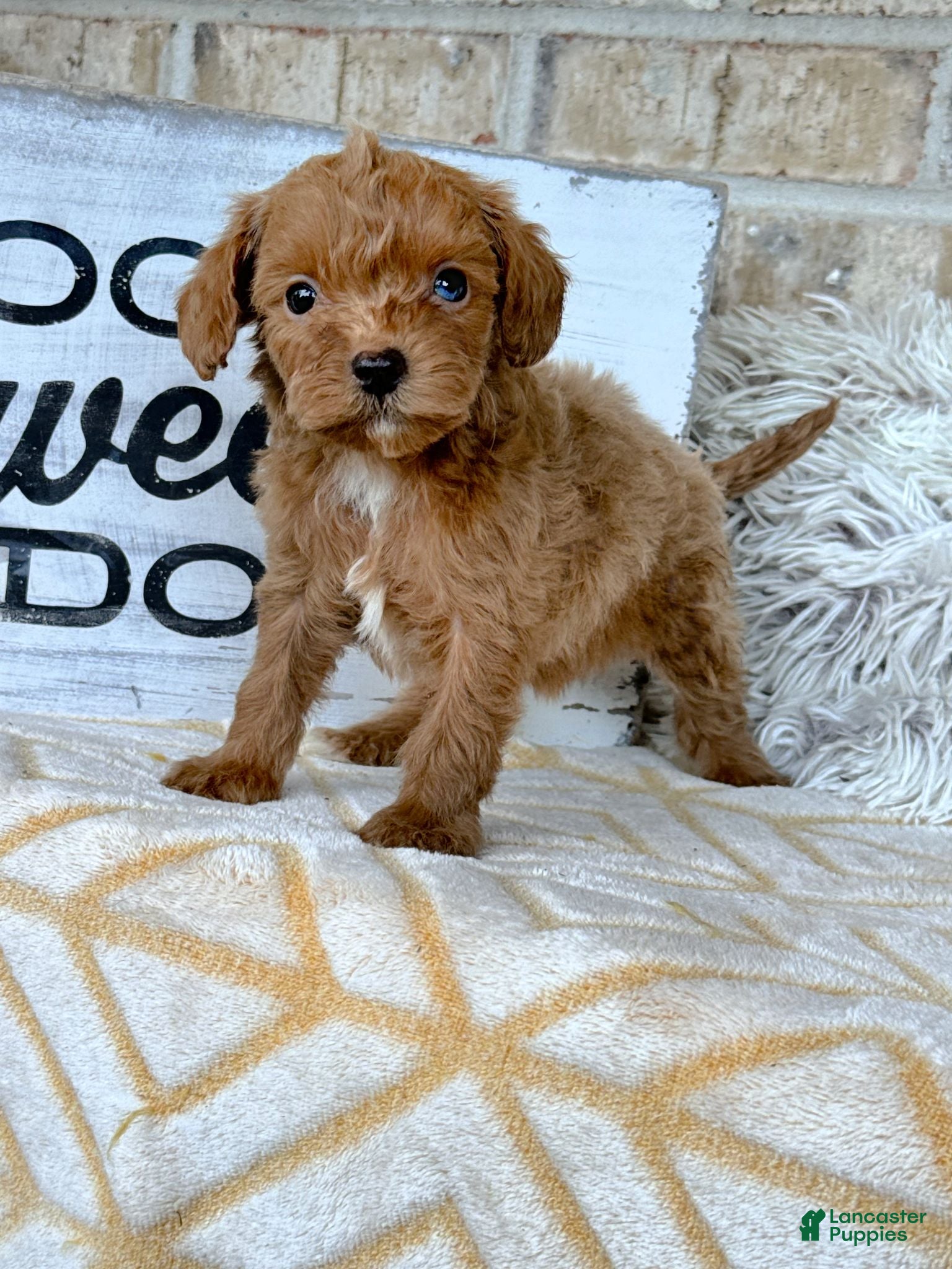 Cavapoo dogs River - Ad 32
