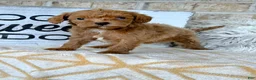 Cavapoo dogs for sale: River - Ad 1