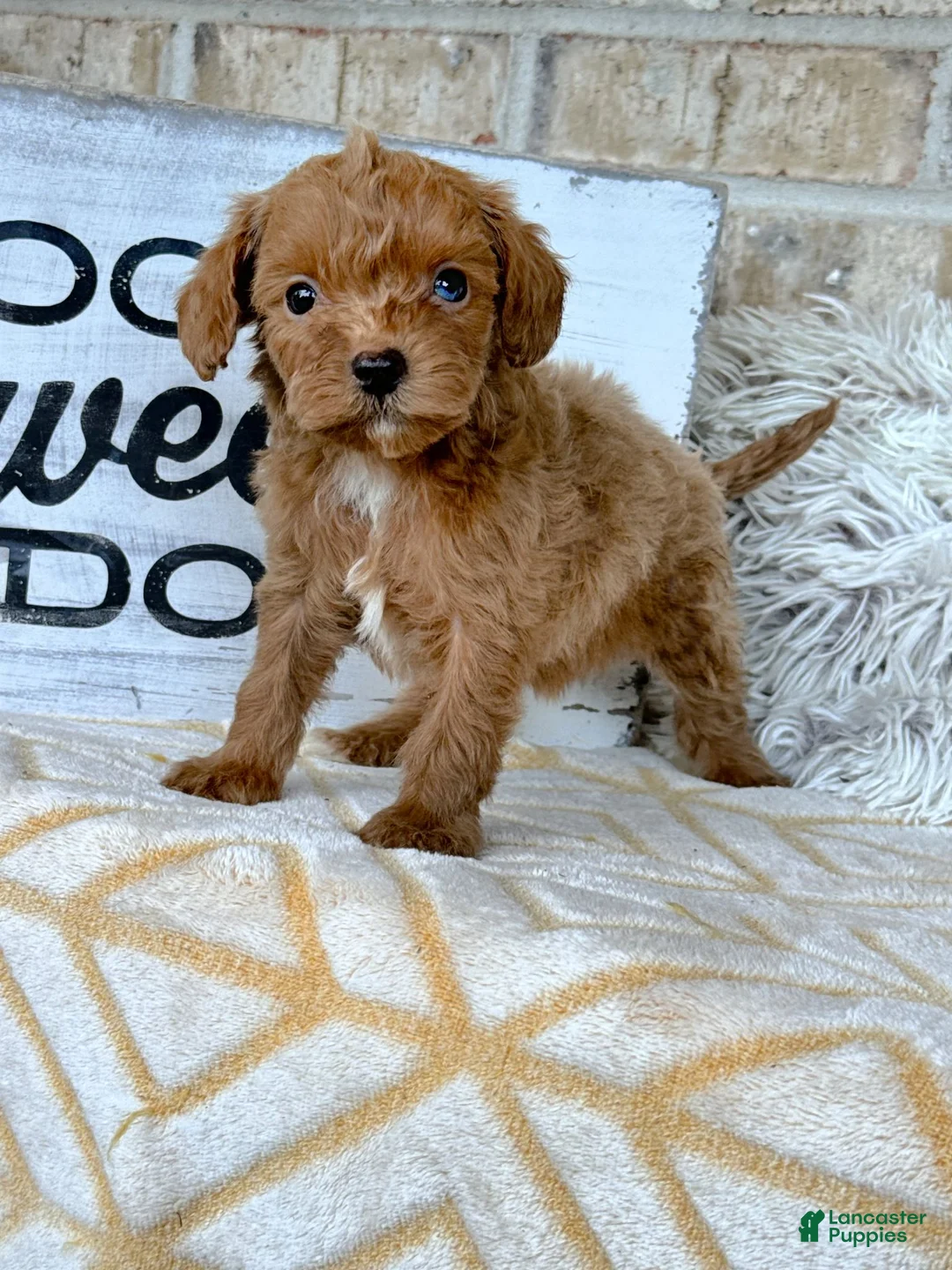 Cavapoo dogs for sale: River - Ad 1