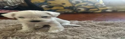 Miniature Schnauzer dogs for sale: Miniature Schnauzer 4 Bryce - Ad 5