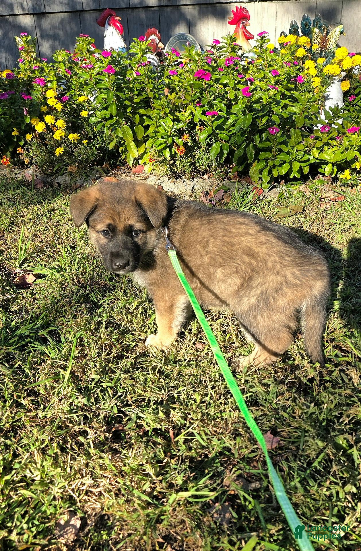 German Shepherd dogs for sale: Rocky - Ad 1