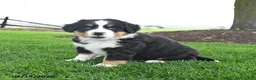 Bernese Mountain Dog dogs for sale: Bailey - Ad 3