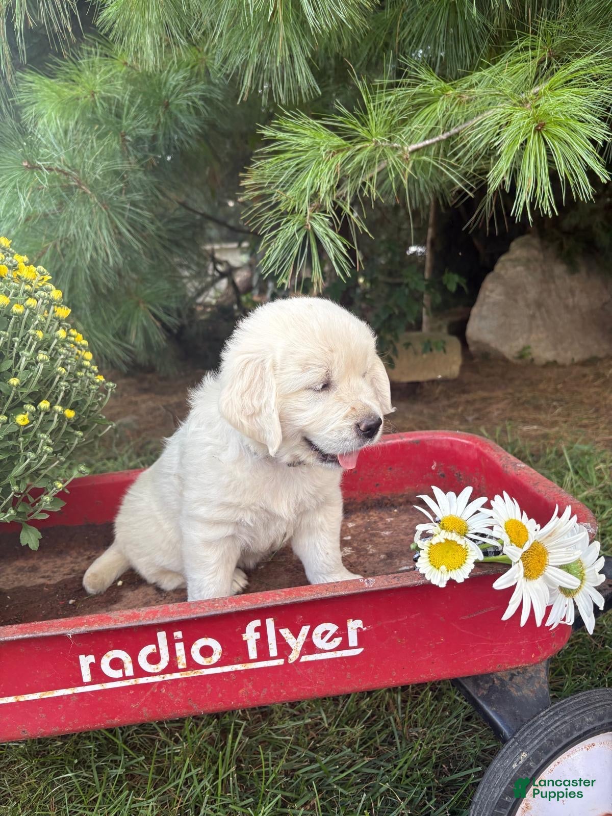Golden Retriever dogs for sale: Daisy - Ad 1