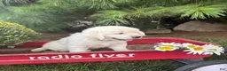 Golden Retriever dogs for sale: Daisy - Ad 1